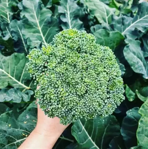 Brócoli
