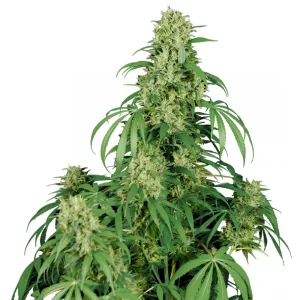 CALAMITY JANE AUTO