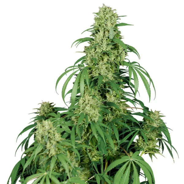 CALAMITY JANE AUTO