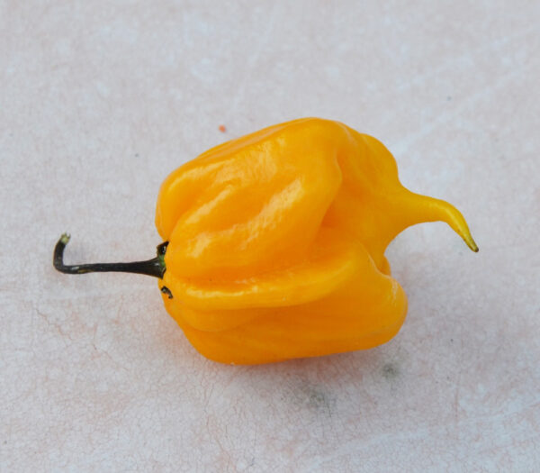 Carolina Reaper Amarillo