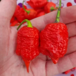Carolina Reaper Rojo