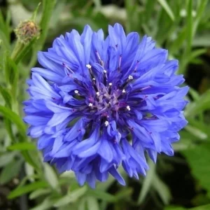 Centaurea Doble