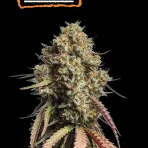 GORILA COOKIES AUTO
