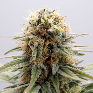 GSC