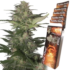 RED DWARF AUTO