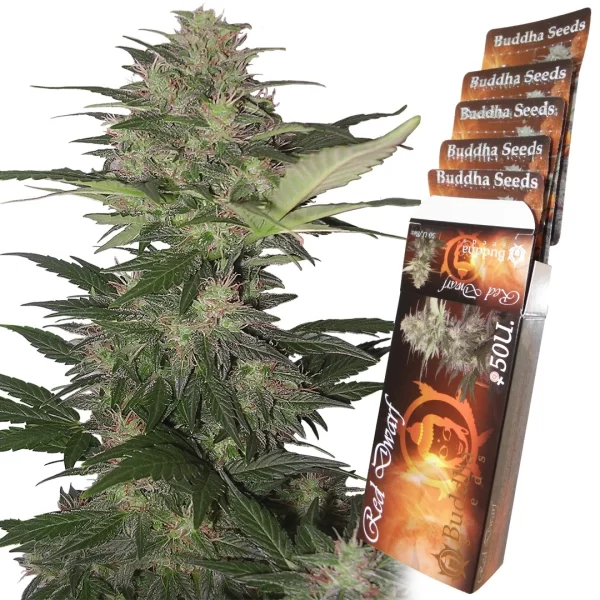 RED DWARF AUTO