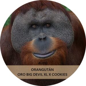 ORANGUTÁN