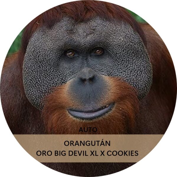 ORANGUTÁN