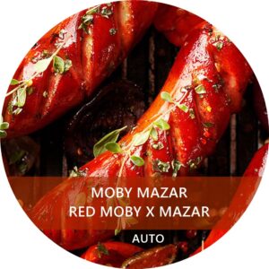 MOBY MAZAR