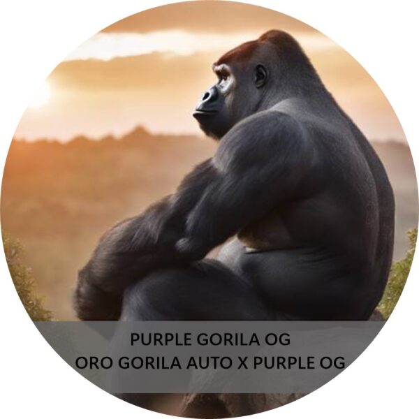 PURPLE GORILA OG