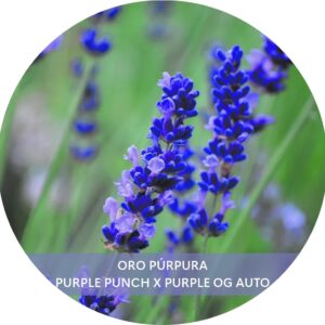 ORO PÚRPURA