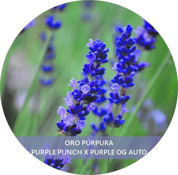 ORO PÚRPURA