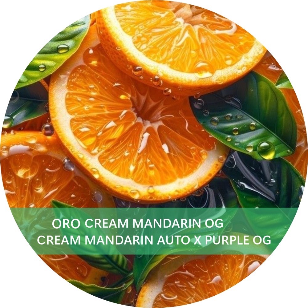 ORO CREAM MANDARIN OG