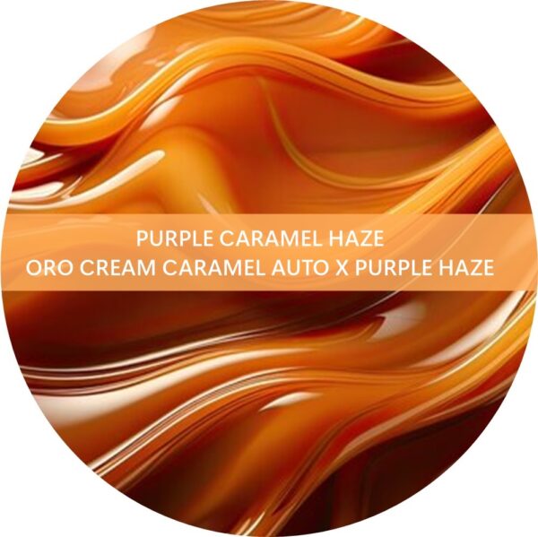 PURPLE CARAMEL HAZE