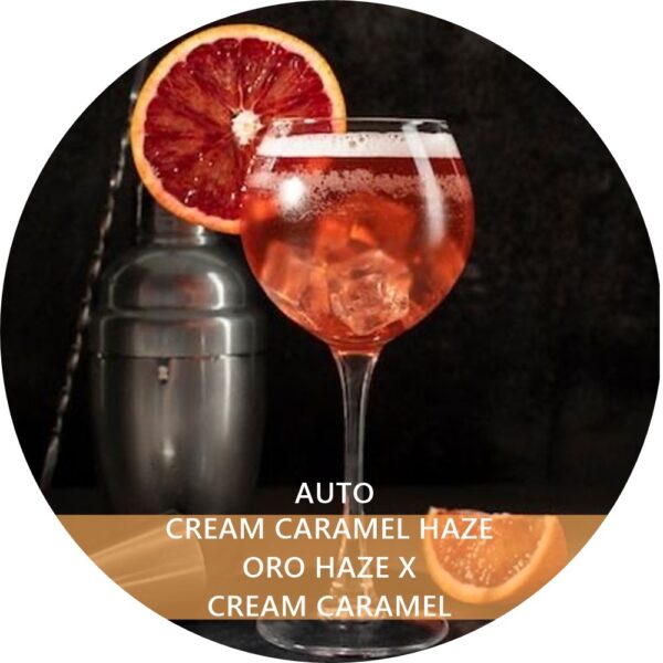 CREAM CARAMEL HAZE