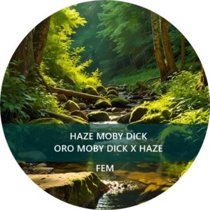 HAZE MOBY DICK