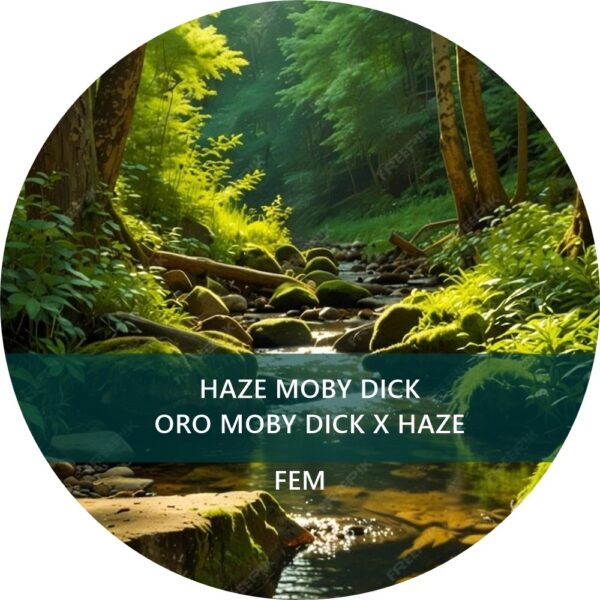 HAZE MOBY DICK