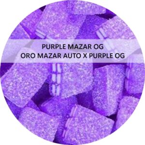 PURPLE MAZAR OG