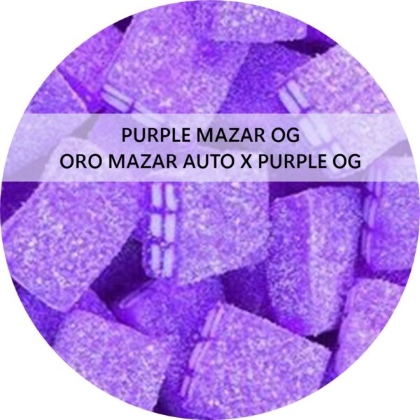 PURPLE MAZAR OG