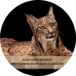 GATO MONTÉS