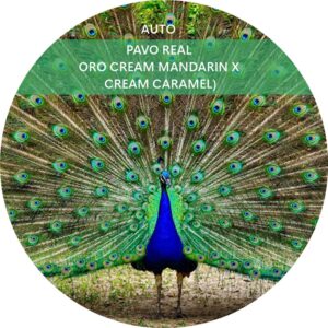 PAVO REAL