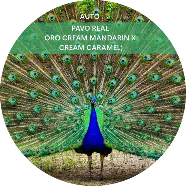 PAVO REAL
