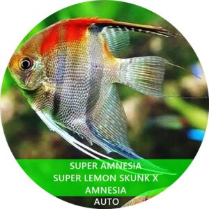 SUPER AMNESIA