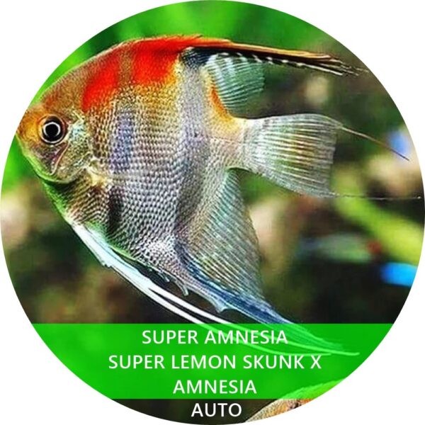 SUPER AMNESIA