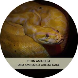PITÓN AMARILLA