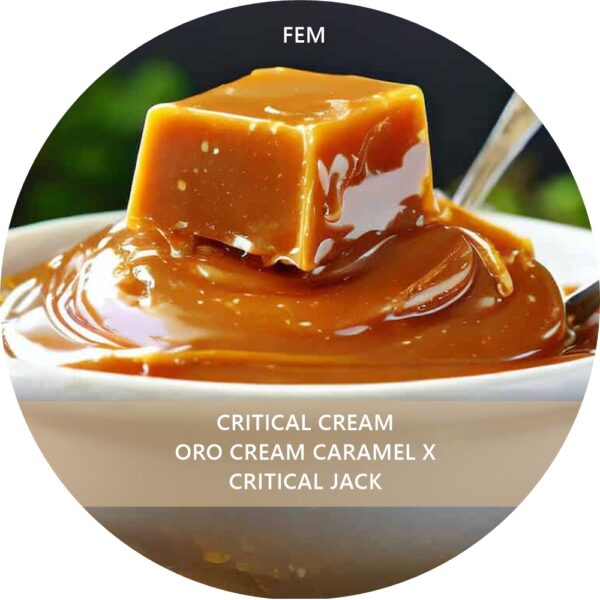 CRITICAL CREAM