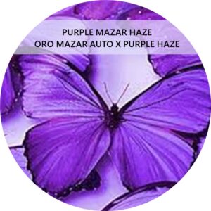 PURPLE MAZAR HAZE