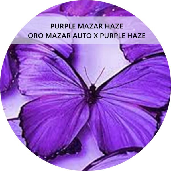 PURPLE MAZAR HAZE