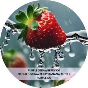 PURPLE STRAWBERRY OG