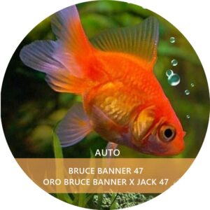 BRUCE BANNER 47