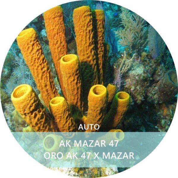 AK MAZAR 47