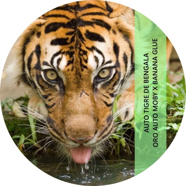 TIGRE DE BENGALA