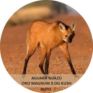 AGUARÁ GUAZÚ