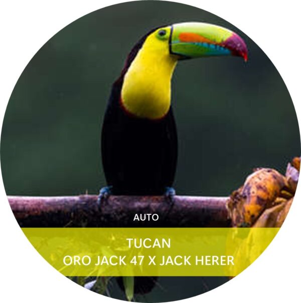 TUCÁN