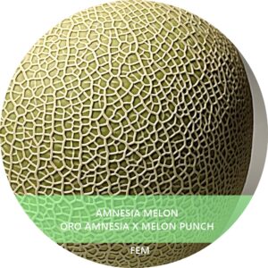 AMNESIA MELON