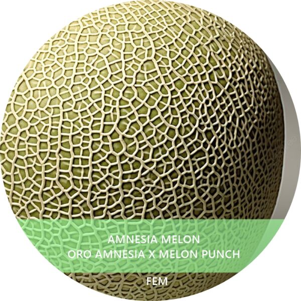 AMNESIA MELON