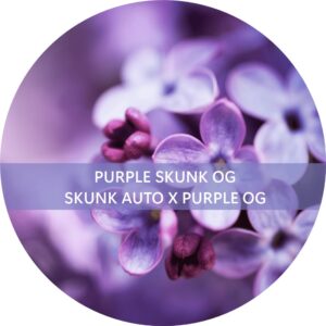 PURPLE SKUNK OG