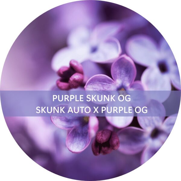 PURPLE SKUNK OG