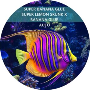 SUPER BANANA GLUE