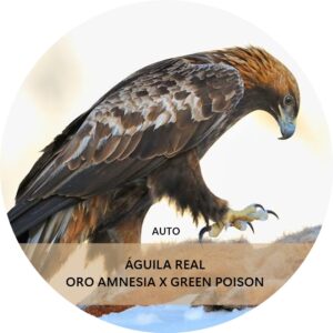 ÁGUILA REAL