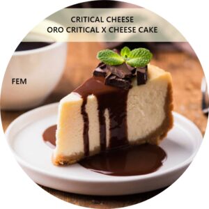 CRITICAL CHEESE