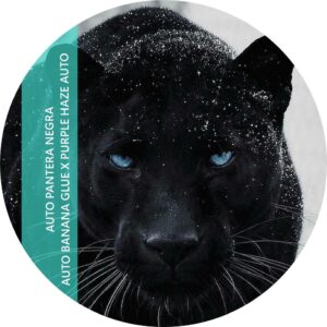 PANTERA NEGRA