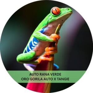 RANA VERDE