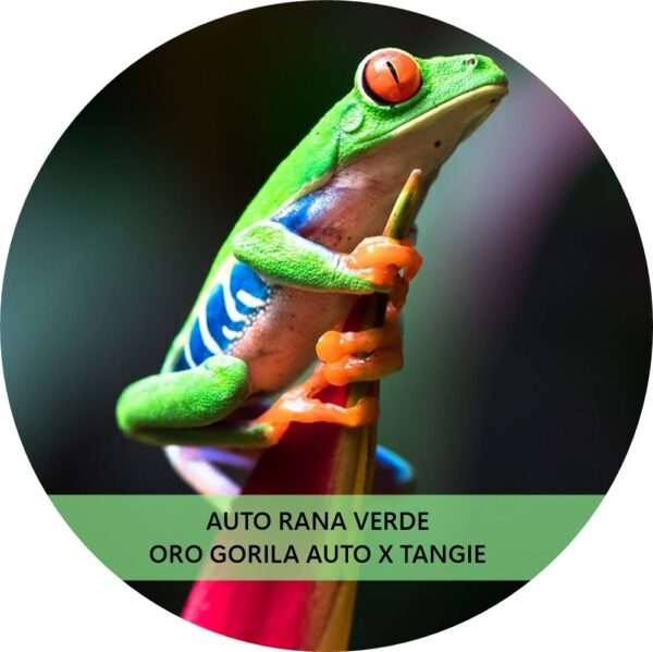 RANA VERDE