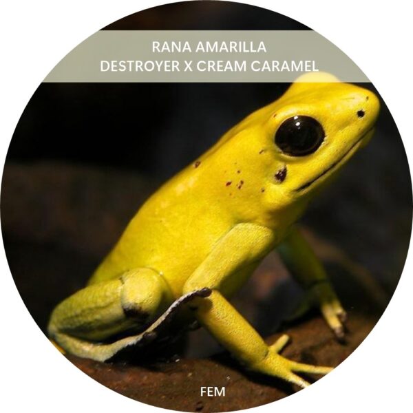 RANA AMARILLA