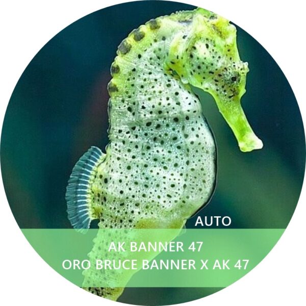 AK BANNER 47